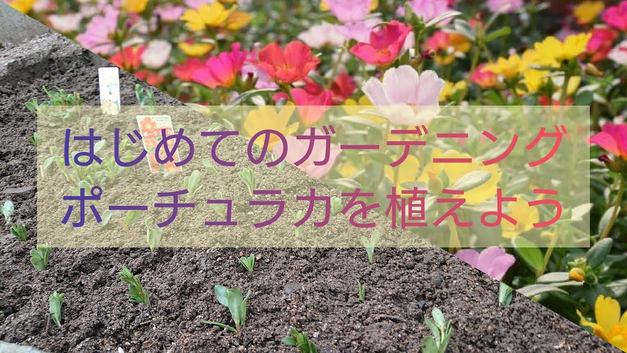 ガーデニングはじめました ポーチュラカを地植えと挿し芽 Youtube