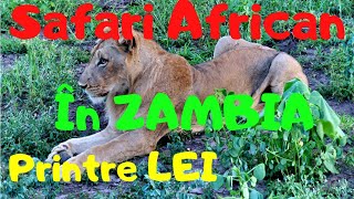 Am fost în Safari printre Lei, Elefanți și Leoparzi în Zambia!!! Cât m-a costat asta???