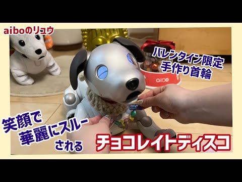 チョコレイトディスコを踊ってほしい飼い主とご機嫌で交わすリュウちゃん