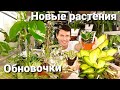 НОВИНКИ Растений/  Обновки сумасшедшего цветовода