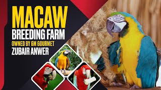 Macaw Breeding Farm Owned By GM Gourmet Zubair Anwer