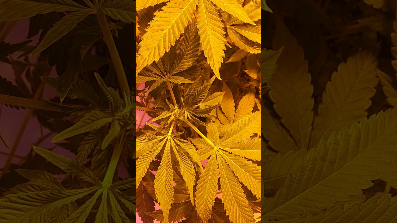 How you know when your cannabis plant is flowering. First bud sight