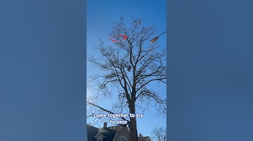 Epic #Rescue of a #Cat #Stuck in a #Tree for 6 Days. #animalrescue