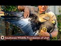 Release & First Flight of Rescued Baby Eagle!