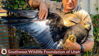 Release & First Flight of Rescued Baby Eagle!