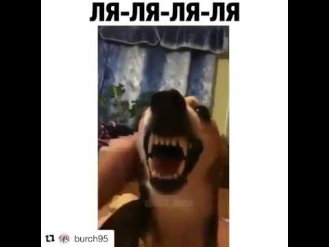 Мем с собакой ля ля ля