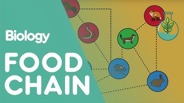 Food Chain | Ecology and Environment | Biology FuseSchool