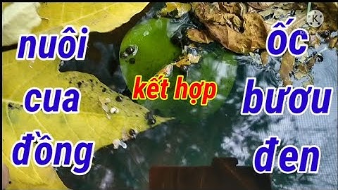 kỹ thuật nuôi cua đồng kết hợp ốc bươu đen