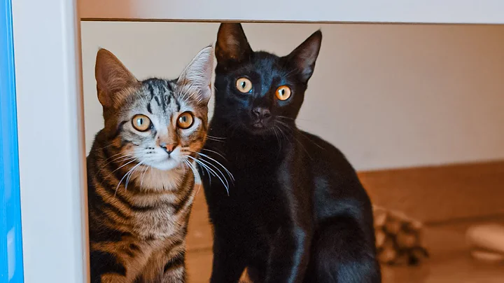This is the last chance for these two kitties!
