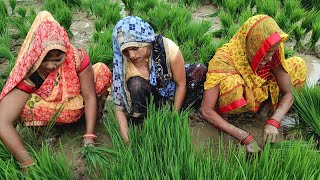 नया 🌾🌿 धान लगवही कजरी गीत 🌾🌿 इस वीडियो में कई ऐसे गीत है जो बहुत ही जबरदस्त 👌 हैं कृपया आशीर्वाद 🙏