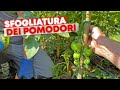 ELIMINARE i primi 50 cm dei POMODORI
