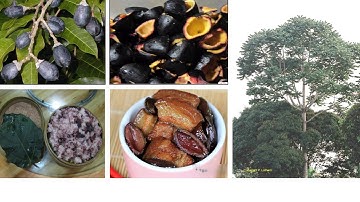 TLV Tuần 23 Đoạn văn trong bài văn miêu tả cây cối