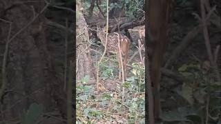 हिरन, बड़ी छिपकली और लगूंर  #deer #biglizard #langur #forestanimals #wildlifeentertainment#ytshorts