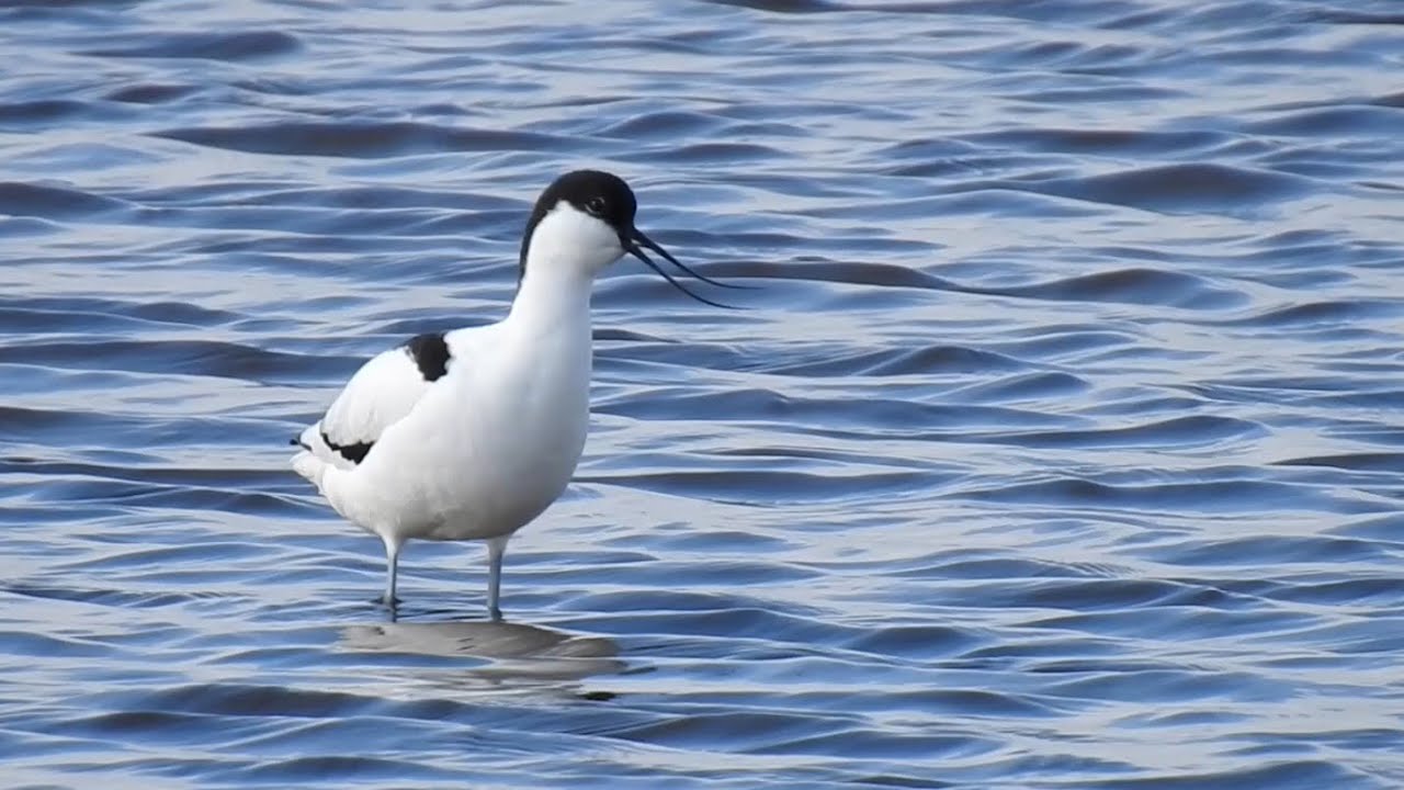 Skärfläcka. Pied Avocet. Skanör, Sweden 