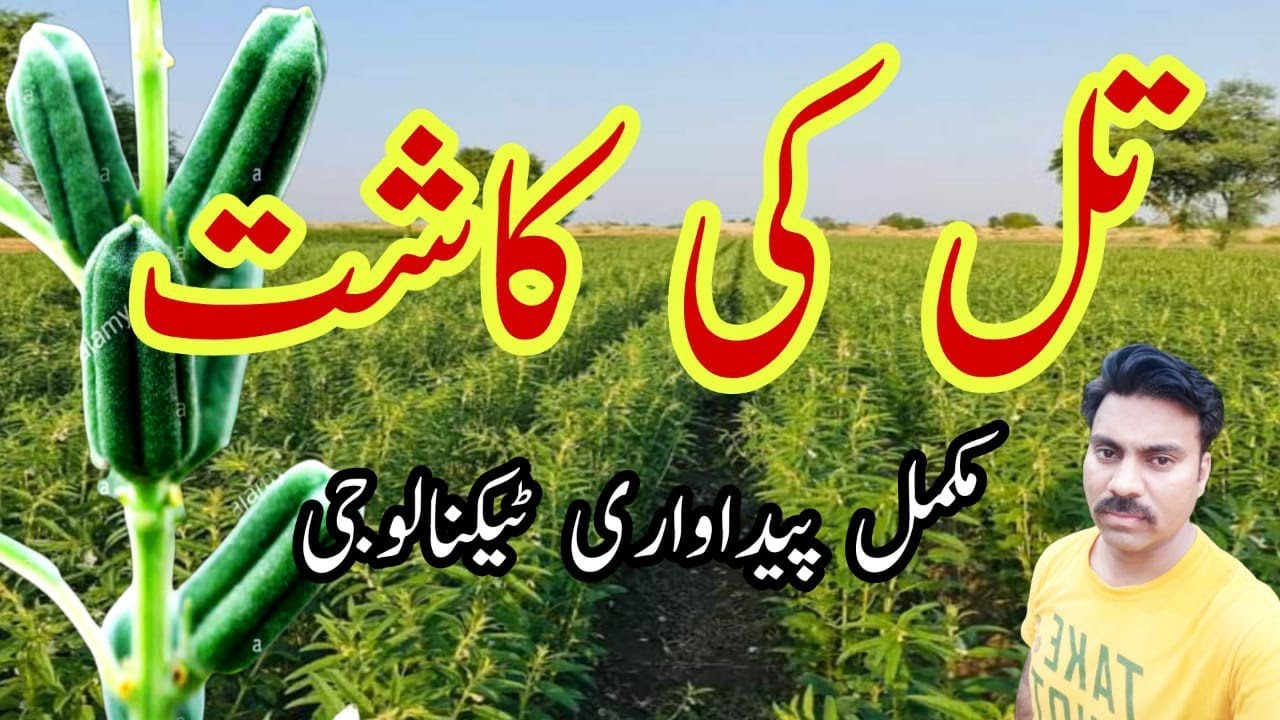 Sesame crop farming in Pakistan | Sesame Production Technology | Abid Ali Agrarian