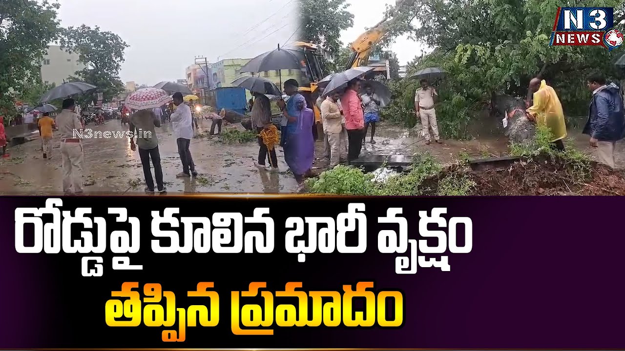 రోడ్డుపై కూలిన భారీ వృక్షం - తప్పిన ప్రమాదం | Big Tree Collapsed ...