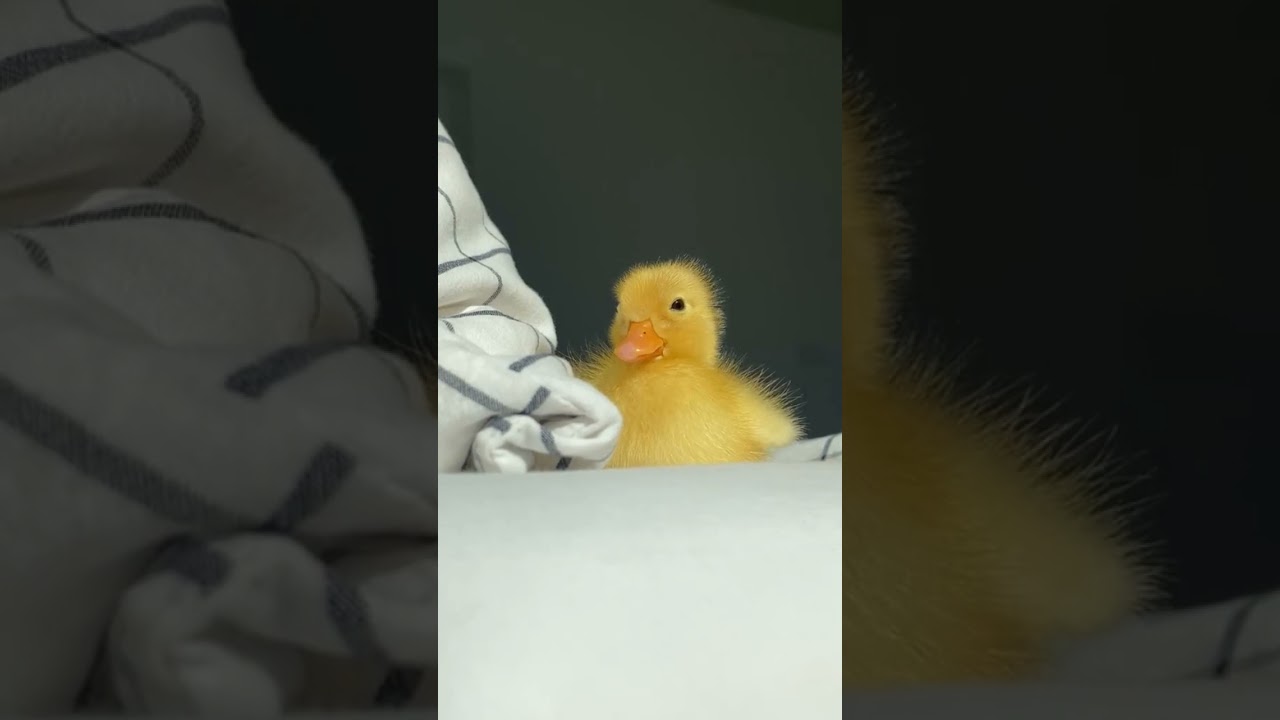 Duck Napping: A Cute Snooze! 