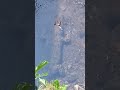 lihat buaya