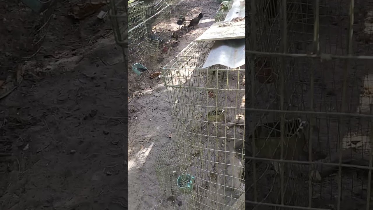 Mi método de como castar pollos