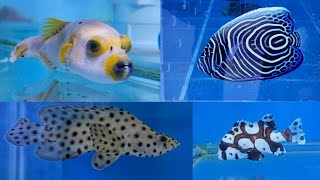 Best Marine Fish Collection in India at MB Marine Fish Shop