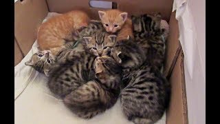 A Box Full Of Adorable Little Foster Kittens