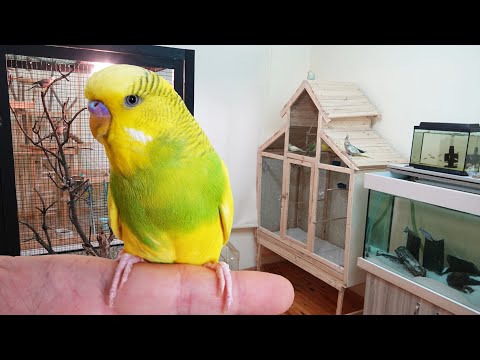 Kuşlara Yuvalık Taktım Muhabbet Kuşu Odası Vlog
