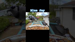 Blue Jay. Bird Feeder Camera.  Ohio Birds.