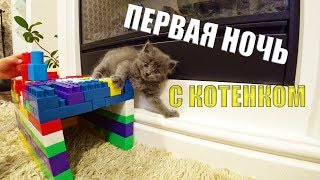 VLOG ПЕРВАЯ НОЧЬ с котенком ЧТО БЫЛО??? ЭХ эти Котята VLOG ПЕРВАЯ НОЧЬ с котенком ЧТО БЫЛО??? ЭХ эти Котята