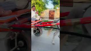 Download Lagu Shooq OF Chach All Pakistan Tanga Horse Racing Official #subscribe #channel #horse #lover #shooq MP3