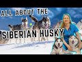 All about the siberian husky  must watch