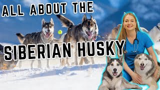 All About the Siberian Husky!?! | MUST WATCH!