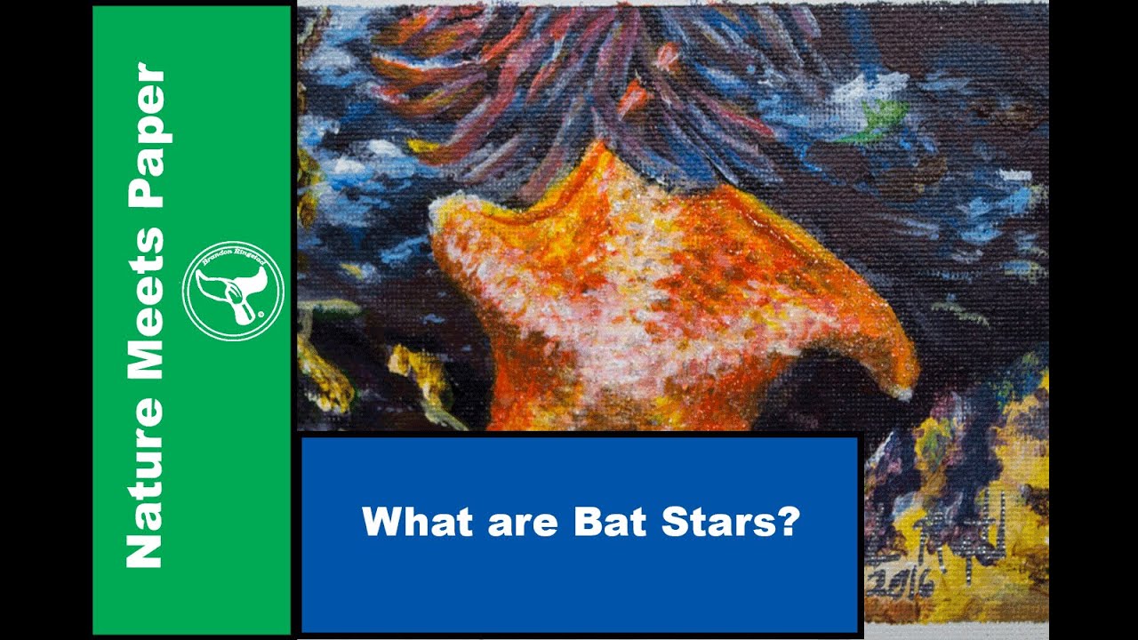 Learning about Bat Stars Nature Meets Paper YouTube