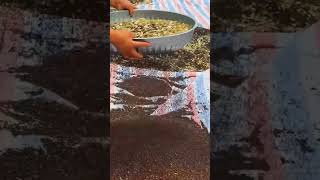 Teknik Menyaring Biji Bijian Dengan Alat Sederhana