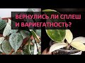 ХОЙЯ вариегатность /сплеш / альбиносы. Посылка №3 Продолжение спустя месяц