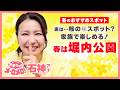 本当は教えたくない…🌸親子で楽しめる桜の穴場スポット愛知・安城市「堀内公園」【アナメロ】