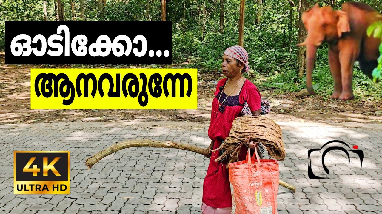ഇഞ്ച വെട്ടിക്കൊണ്ടിരുന്ന ചേച്ചിയെ കാട്ടാന ഓടിച്ചപ്പോൾ | 