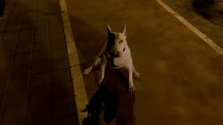 Tyson Bull Terrier No Quiere Pasear