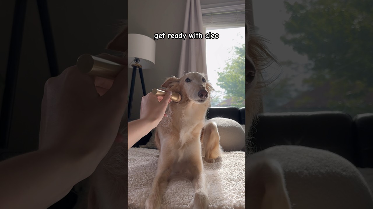 grwm ✨silken windhound edition✨ 