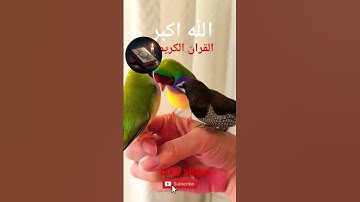 #القران_الكريم #تلاوه_خاشعه #قال رب انیی ظلمت نفسی #الشيخ محمود الشحات #المصحف #duet #foryou