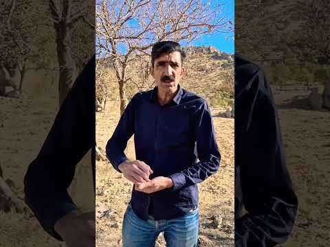 هشدار فوری بدانید چگونه و چرا عمدي جنگل های بلوط ایران را نابود می کنند