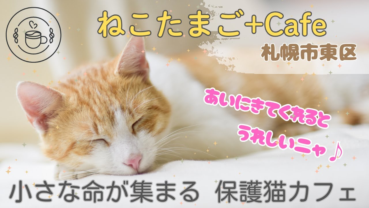 札幌市東区にある 保護猫カフェ「 ねこたまご+Cafe 」 - YouTube