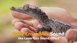 Baby Crocodiles Sound | Laser Gun Sound Effect | Animal Sounds