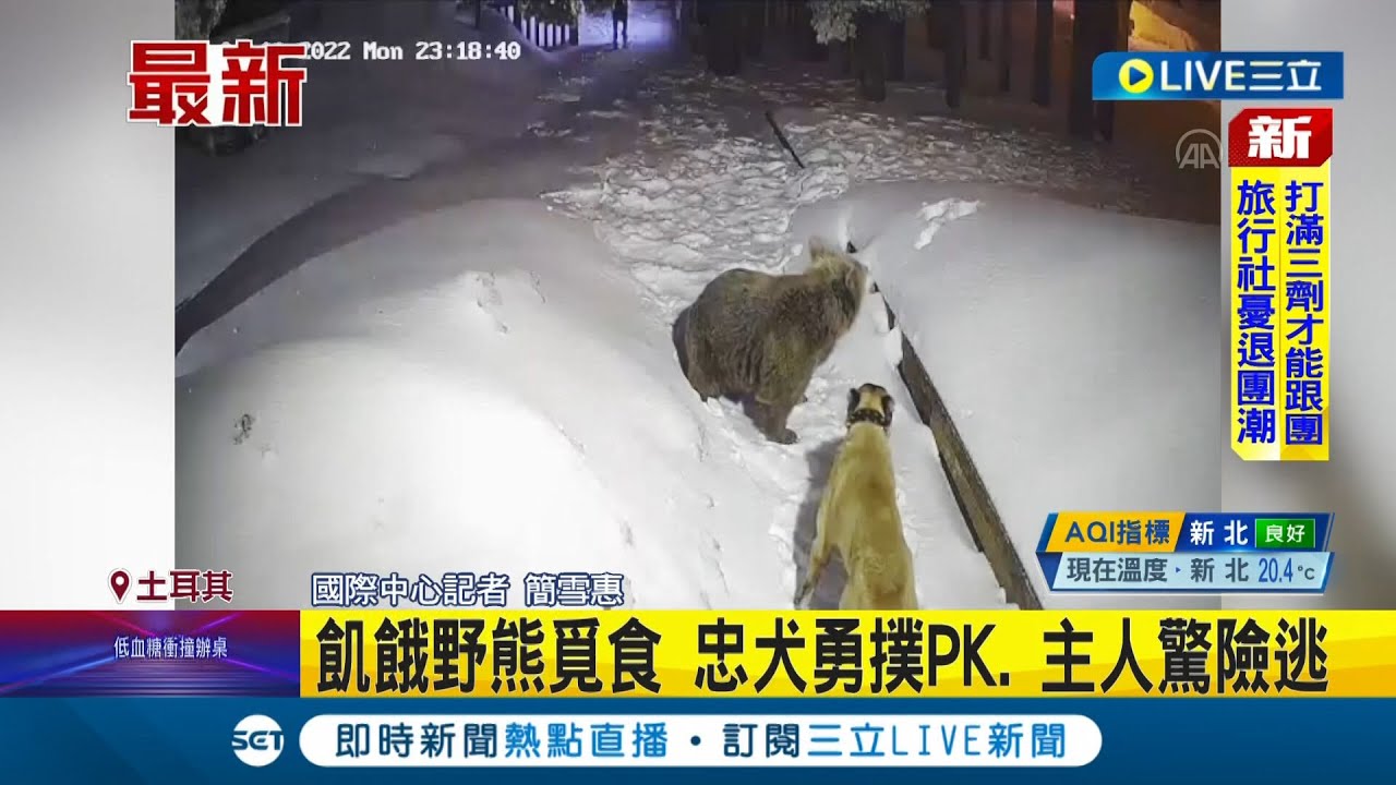 #國際快訊 你真是最棒的狗勾~散步遇凶猛野熊 土耳其上演