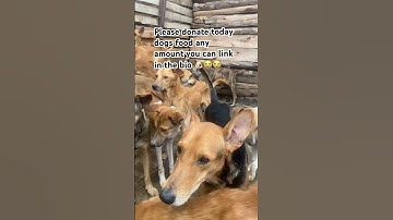 Please don’t scroll without donating dogs food link in the bio