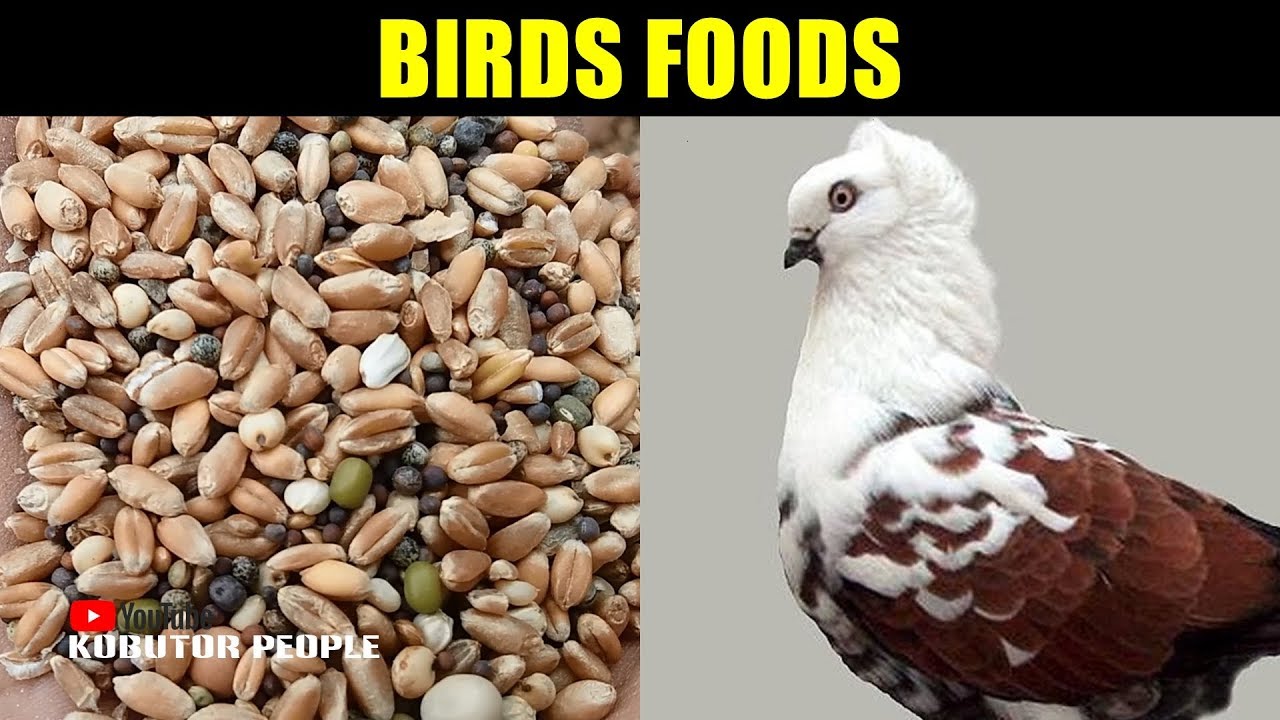 Pigeon Food | Best Pigeons Mix Feed & Food | Bird Foods Collection