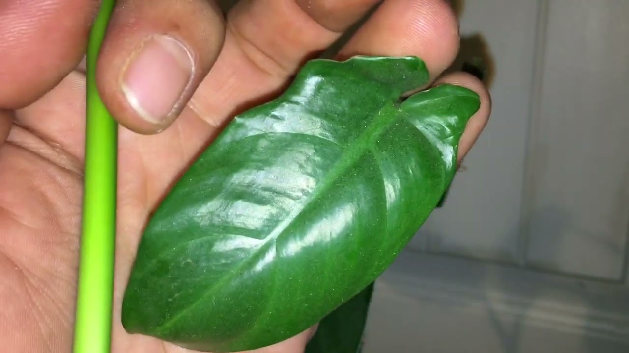 Propagation Of Philodendron Oxapapense