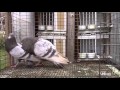 Dun Pouter - Pigeon Dance Pairing