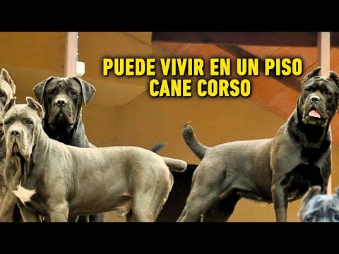 Video: ¿Pueden los cane corsos vivir en apartamentos?