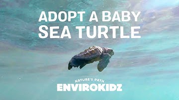 How to Adopt a Baby Sea Turtle — Turtle Splash Cereal — EnviroKidz