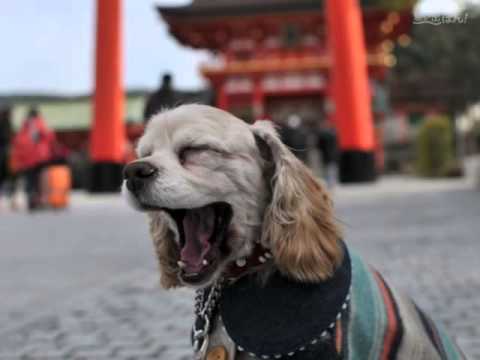 わが輩は、犬 ランVer.